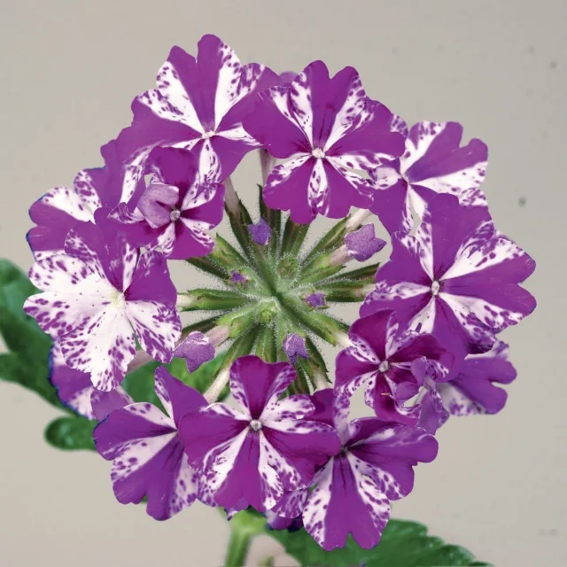 Lanai® Verbena 16 Lanai® Verbena