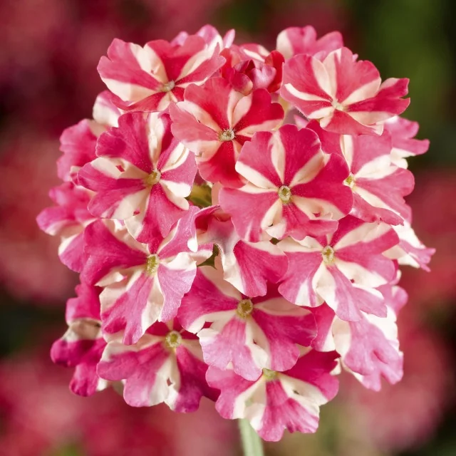 Lanai® Verbena 17 Lanai® Verbena
