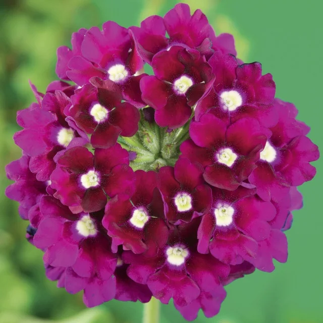 Lanai® Verbena 18 Lanai® Verbena