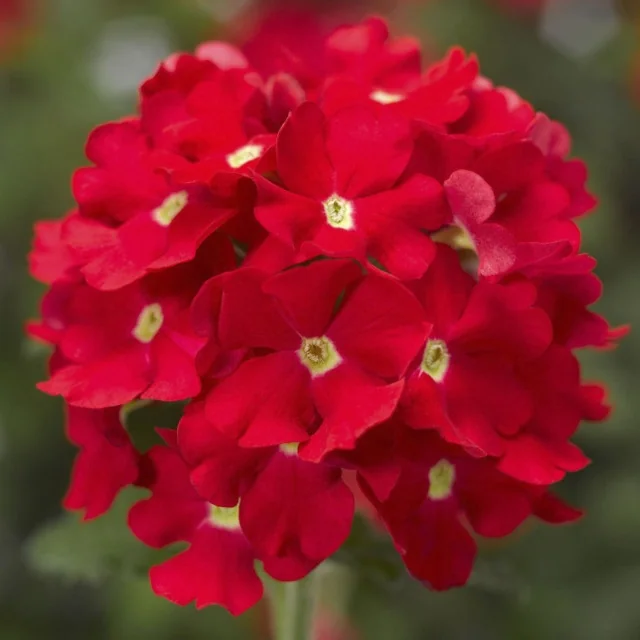 Lanai® Verbena 19 Lanai® Verbena