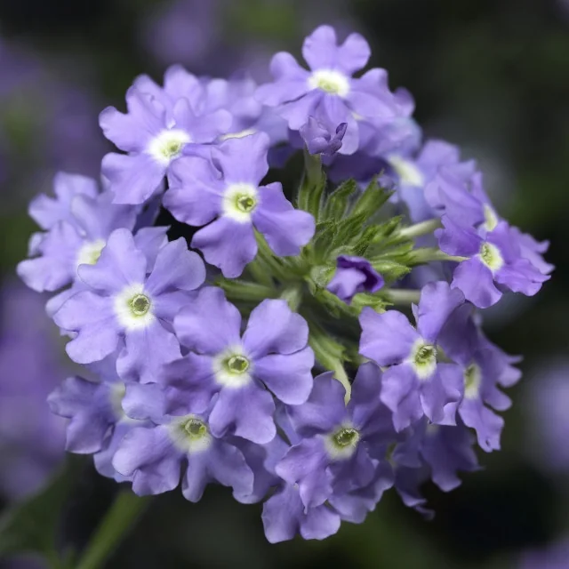 Lanai® Verbena 2 Lanai® Verbena