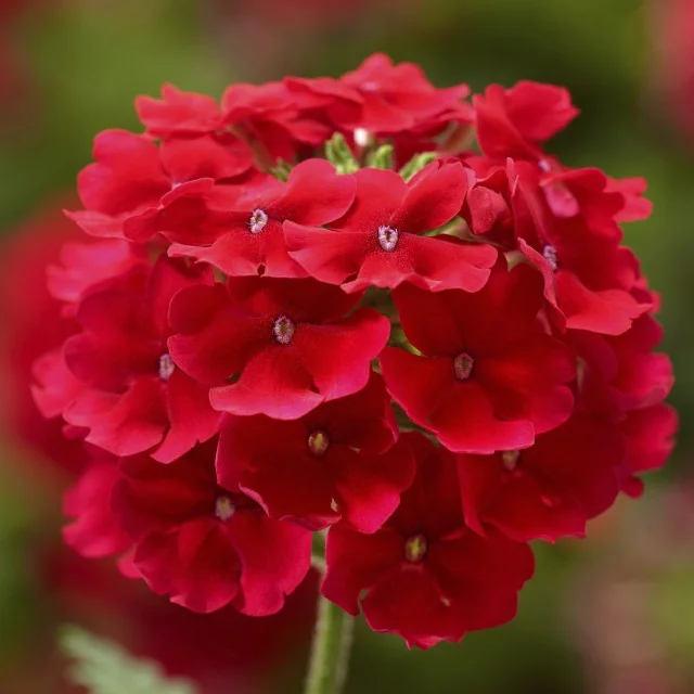 Lanai® Verbena 20 Lanai® Verbena
