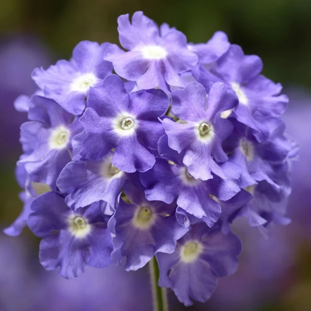 Lanai® Verbena 21 Lanai® Verbena