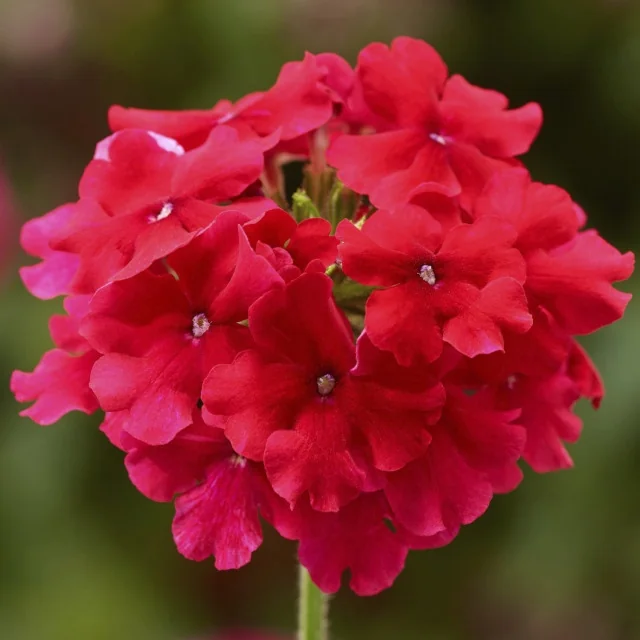 Lanai® Verbena 22 Lanai® Verbena