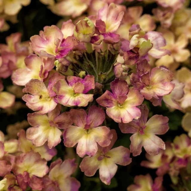 Lanai® Verbena 23 Lanai® Verbena