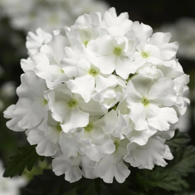 Lanai® Verbena 24 Lanai® Verbena