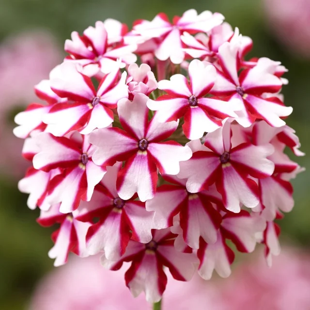 Lanai® Verbena 3 Lanai® Verbena