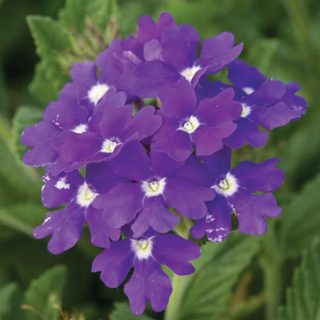 Lanai® Verbena 4 Lanai® Verbena