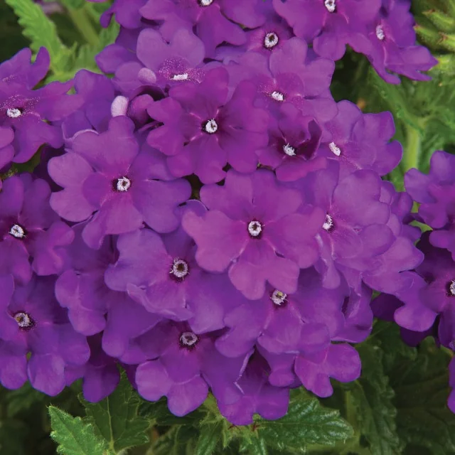 Lanai® Verbena 5 Lanai® Verbena