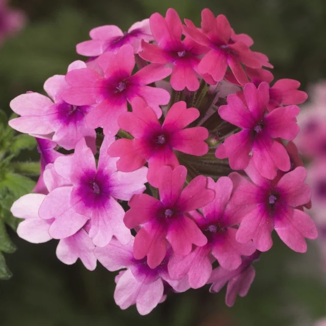 Lanai® Verbena 6 Lanai® Verbena