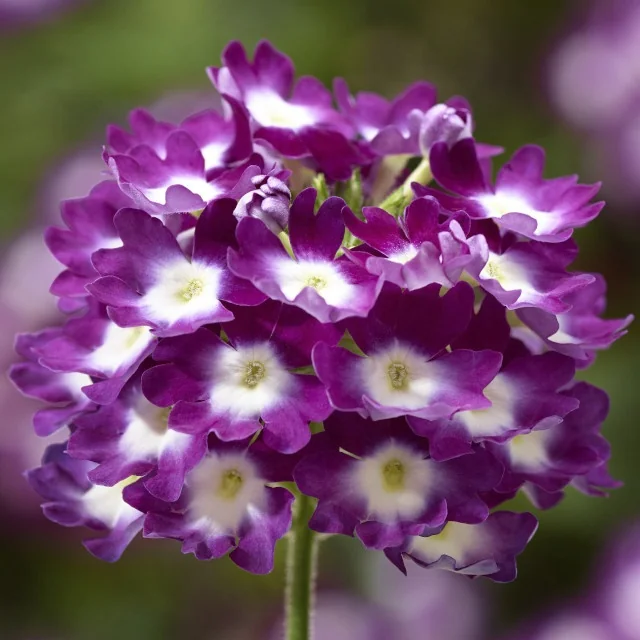 Lanai® Verbena 7 Lanai® Verbena