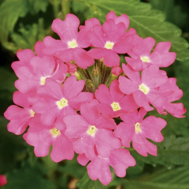 Lanai® Verbena 8 Lanai® Verbena