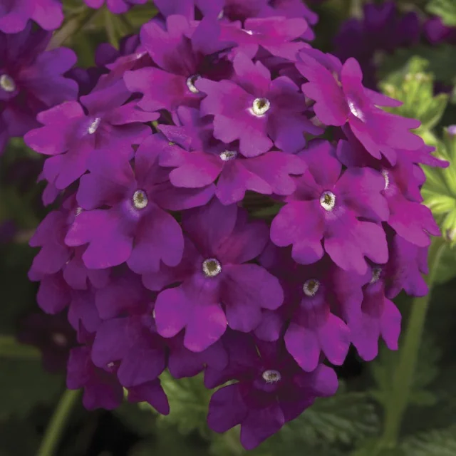 Lanai® Verbena 9 Lanai® Verbena