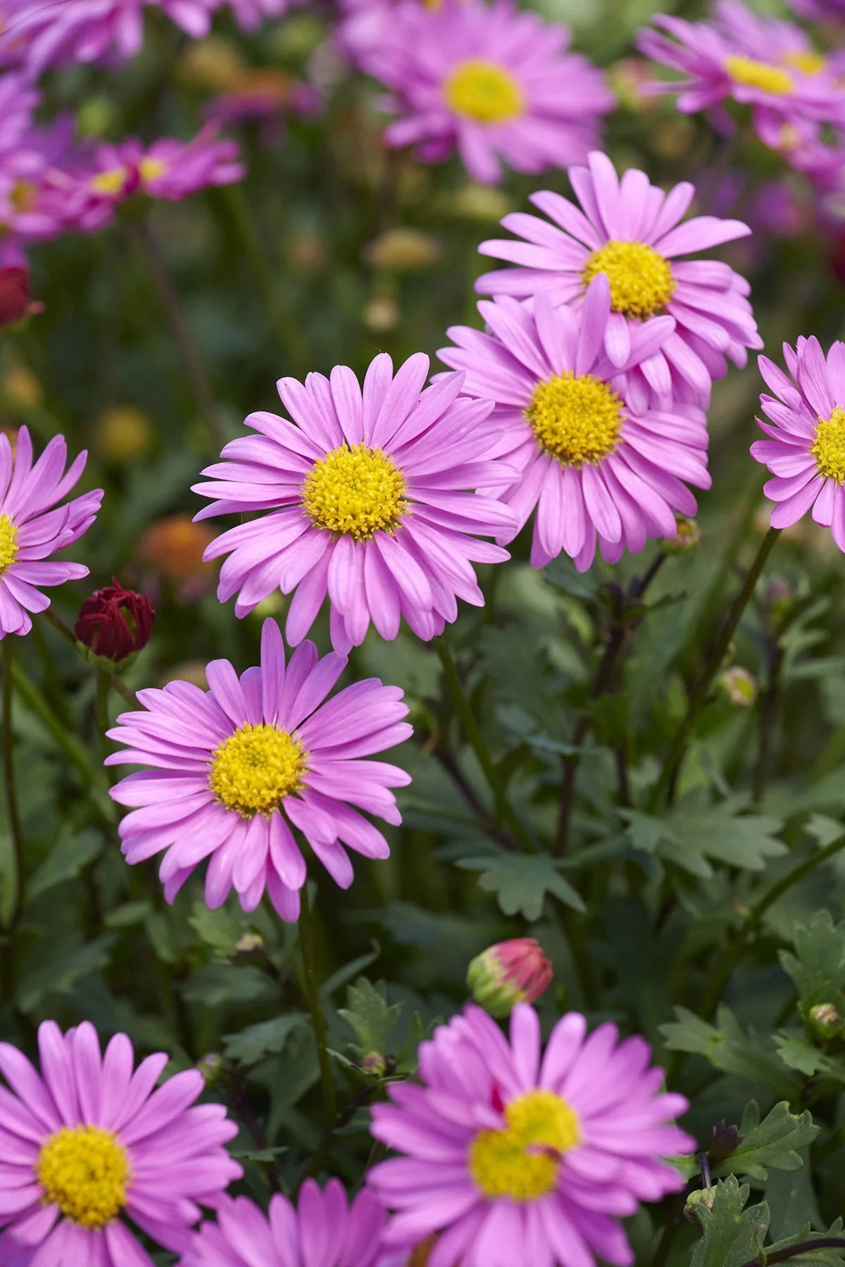 Fresco™ Candy River Daisy 7 Fresco™ Candy River Daisy