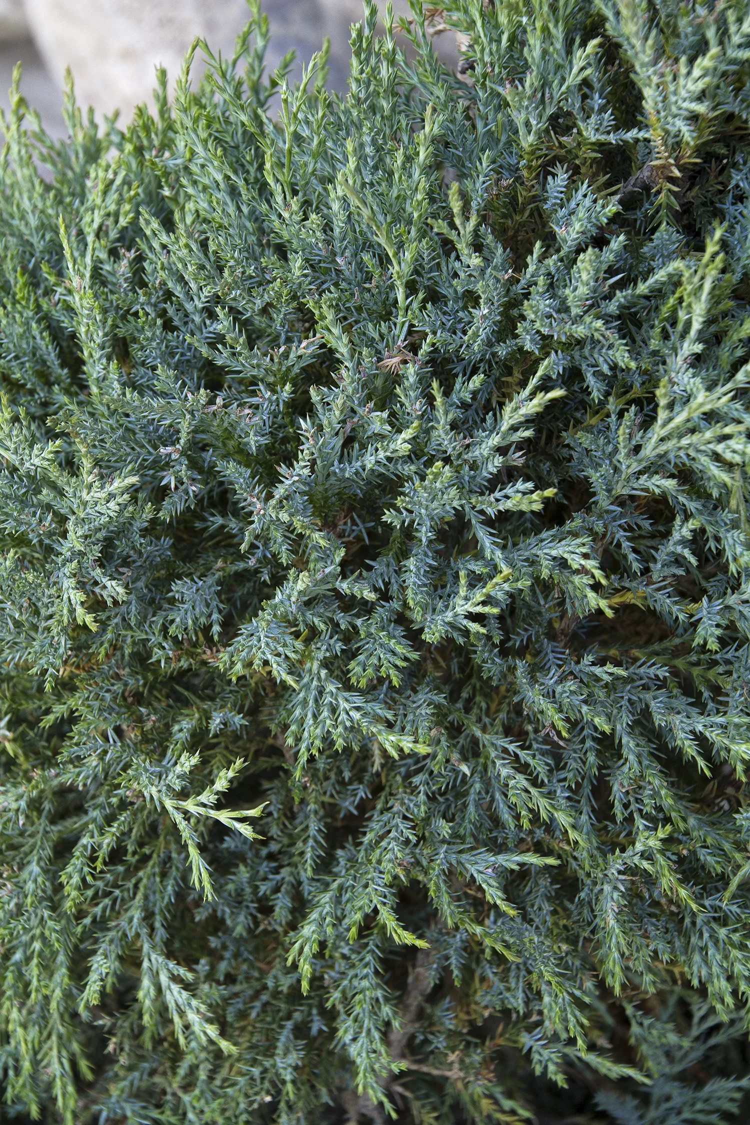 Medora Juniper 7 Medora Juniper