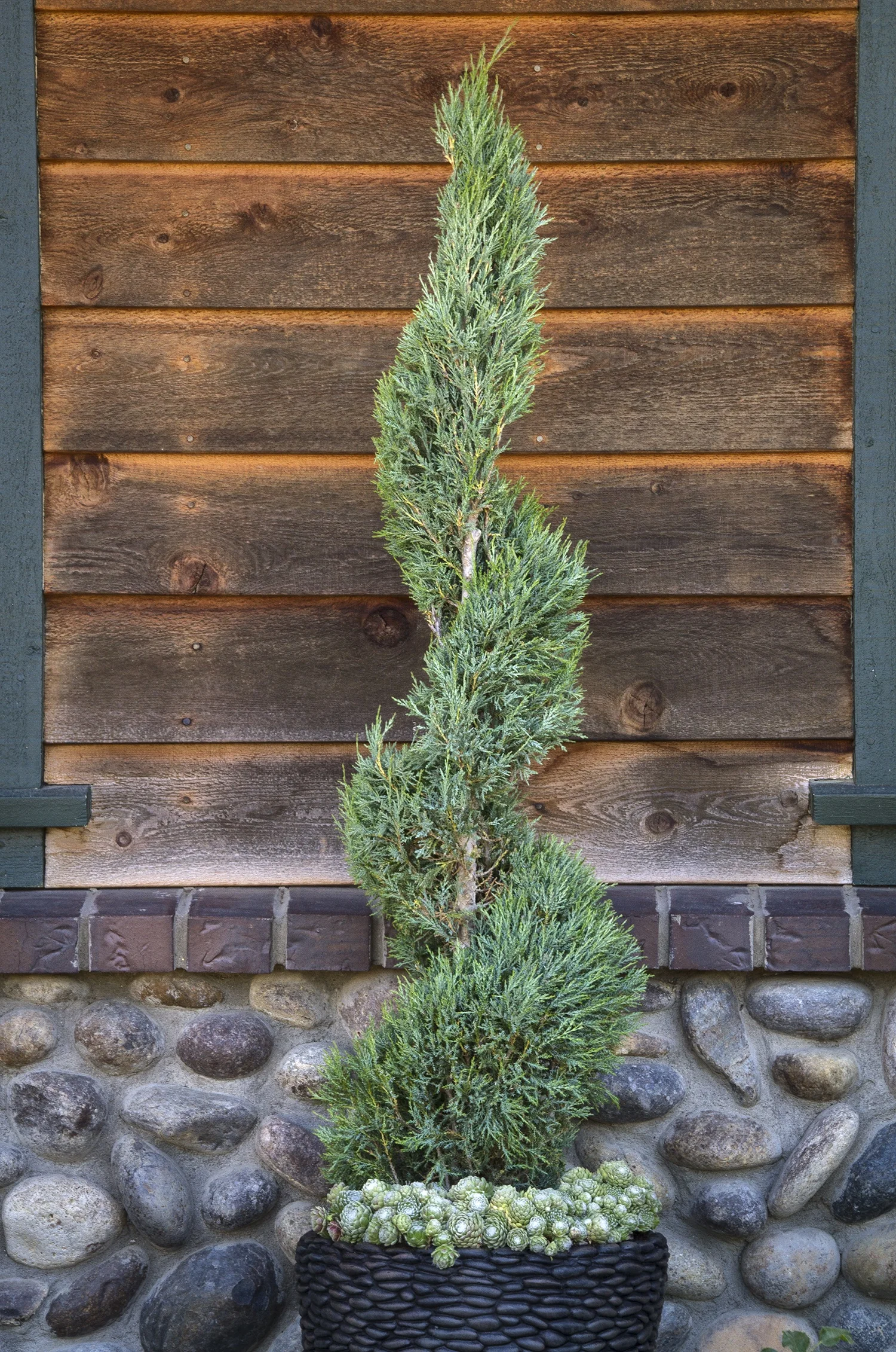 Medora Juniper 2 Medora Juniper