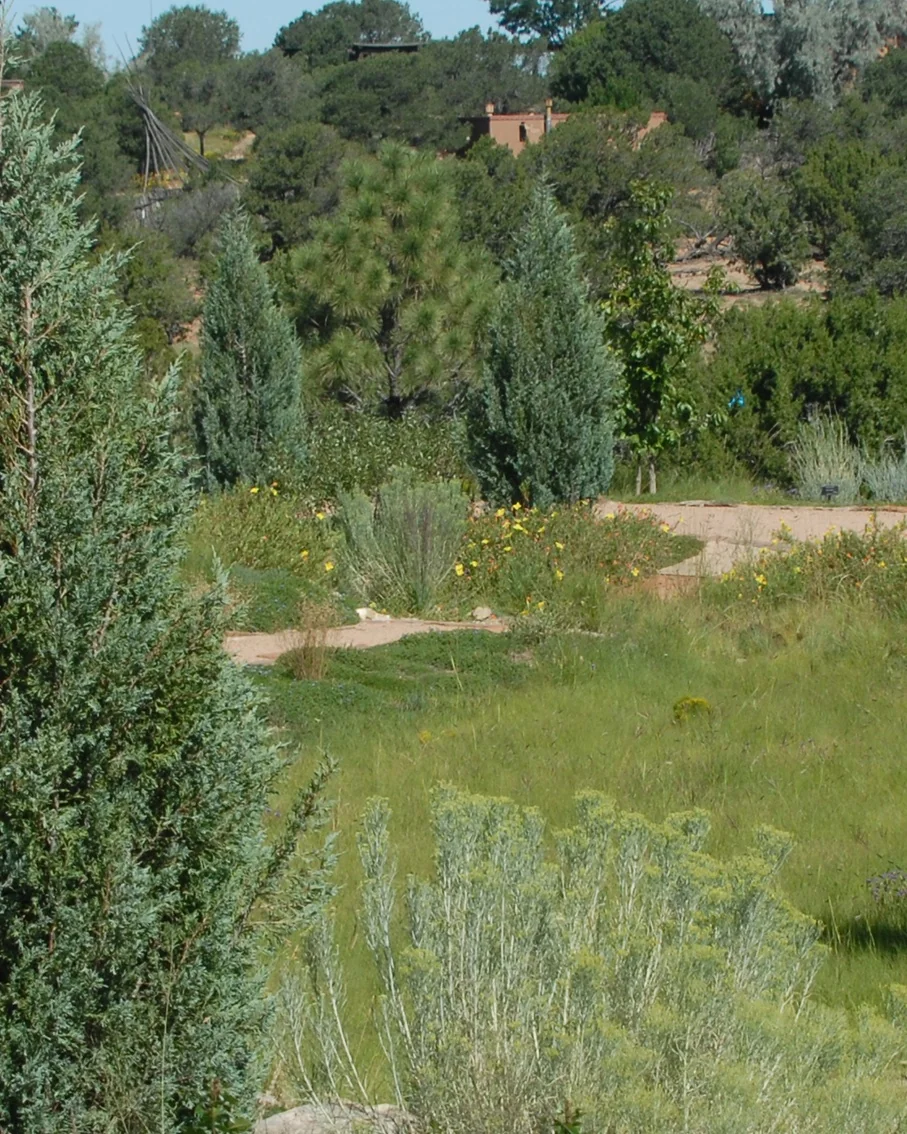 Medora Juniper 4 Medora Juniper