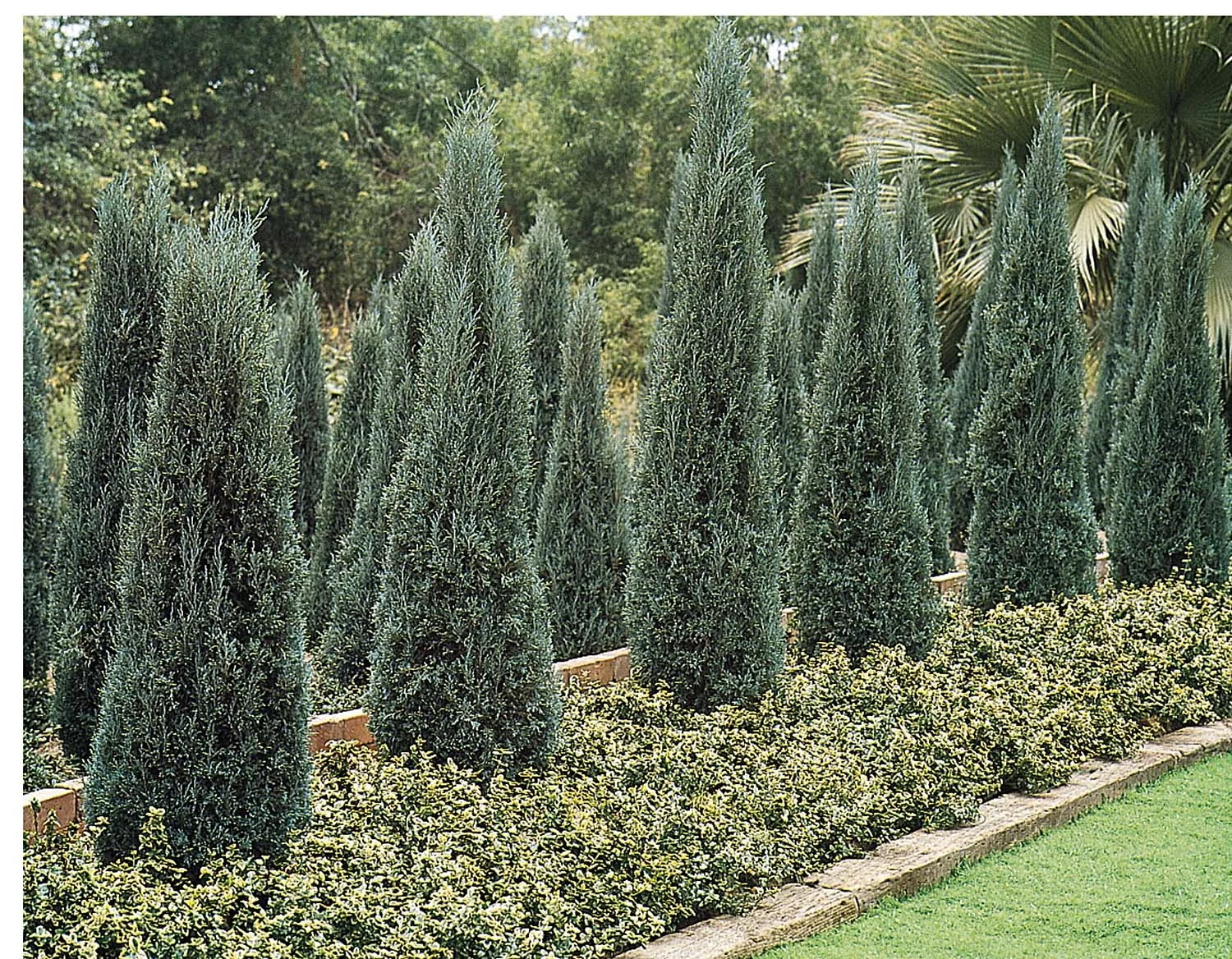 Gray Gleam Juniper 2 Gray Gleam Juniper