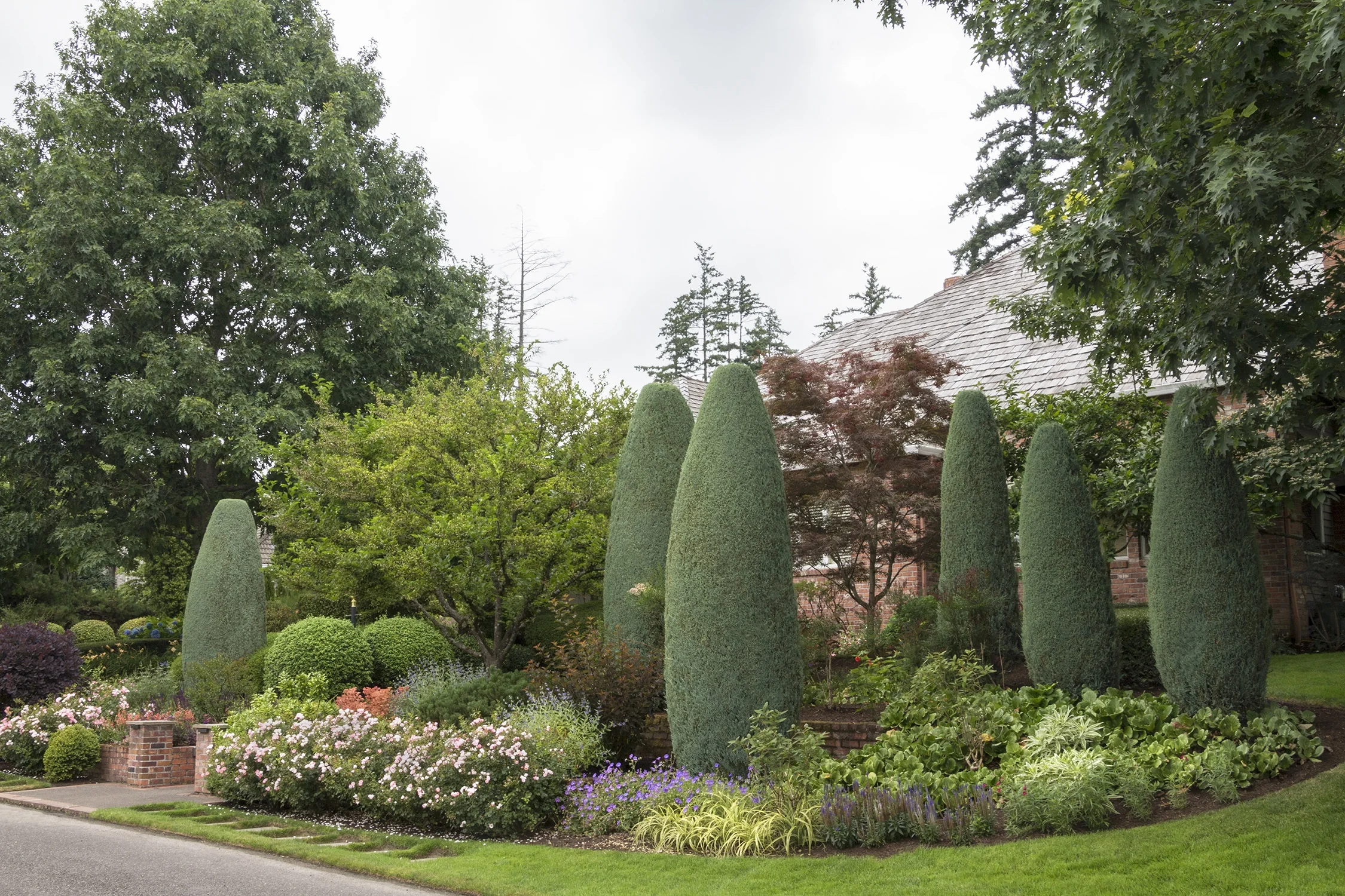 Gray Gleam Juniper 3 Gray Gleam Juniper