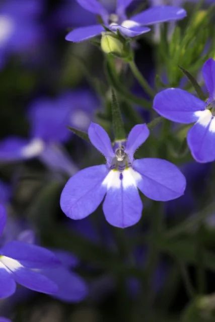 Hot® Lobelia 13 Hot® Lobelia