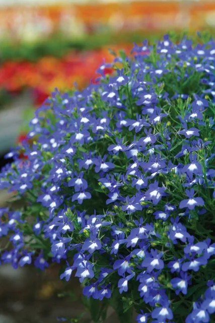 Hot® Lobelia