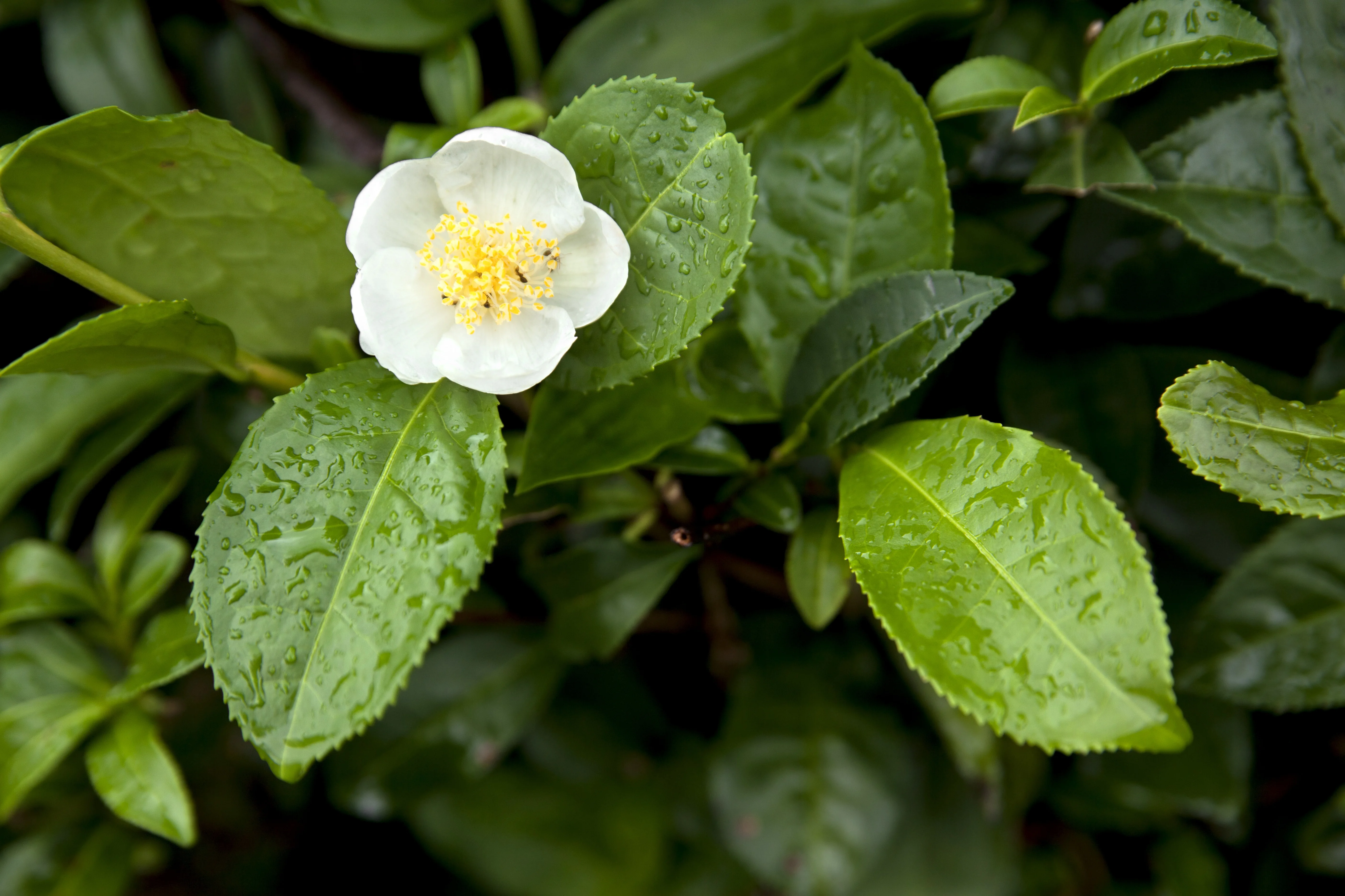 Tea Plant 6 Tea Plant