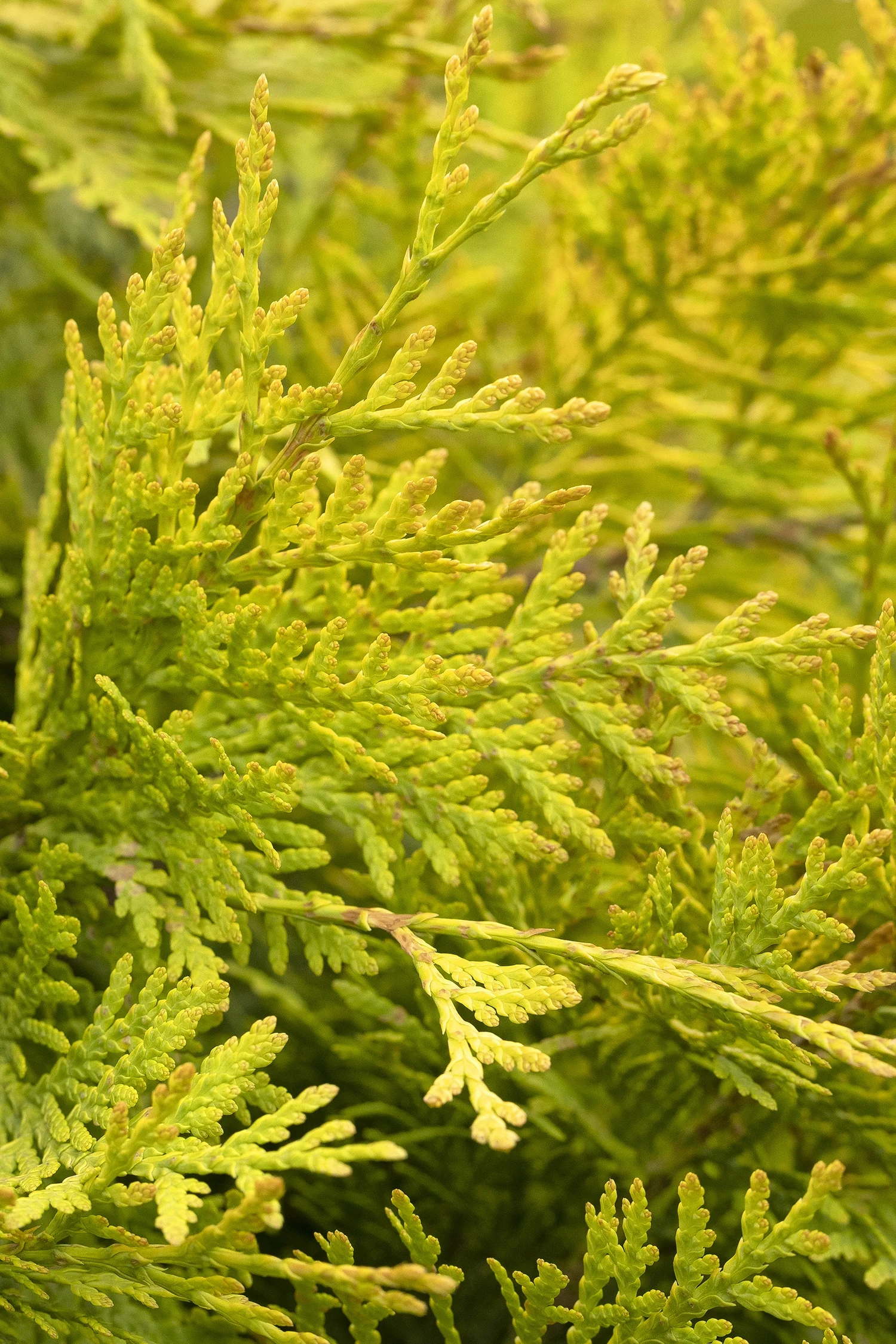 Prairie Pillar® Arborvitae 1 Prairie Pillar® Arborvitae