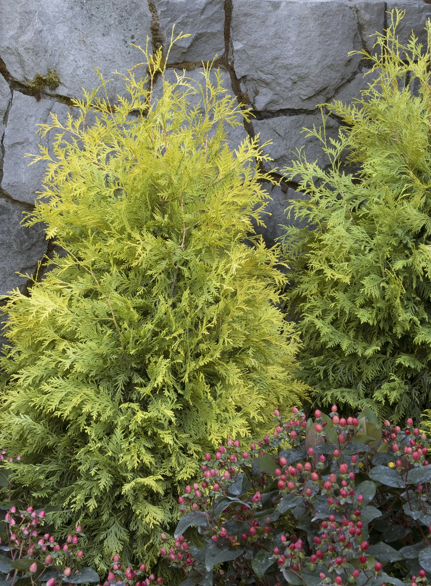 Prairie Pillar® Arborvitae 2 Prairie Pillar® Arborvitae