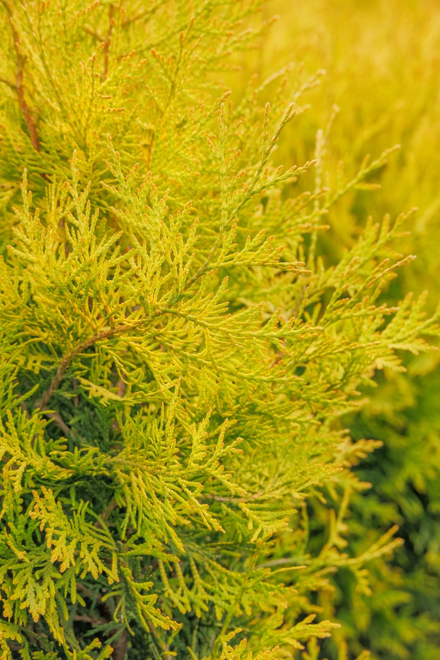 Prairie Pillar® Arborvitae 3 Prairie Pillar® Arborvitae