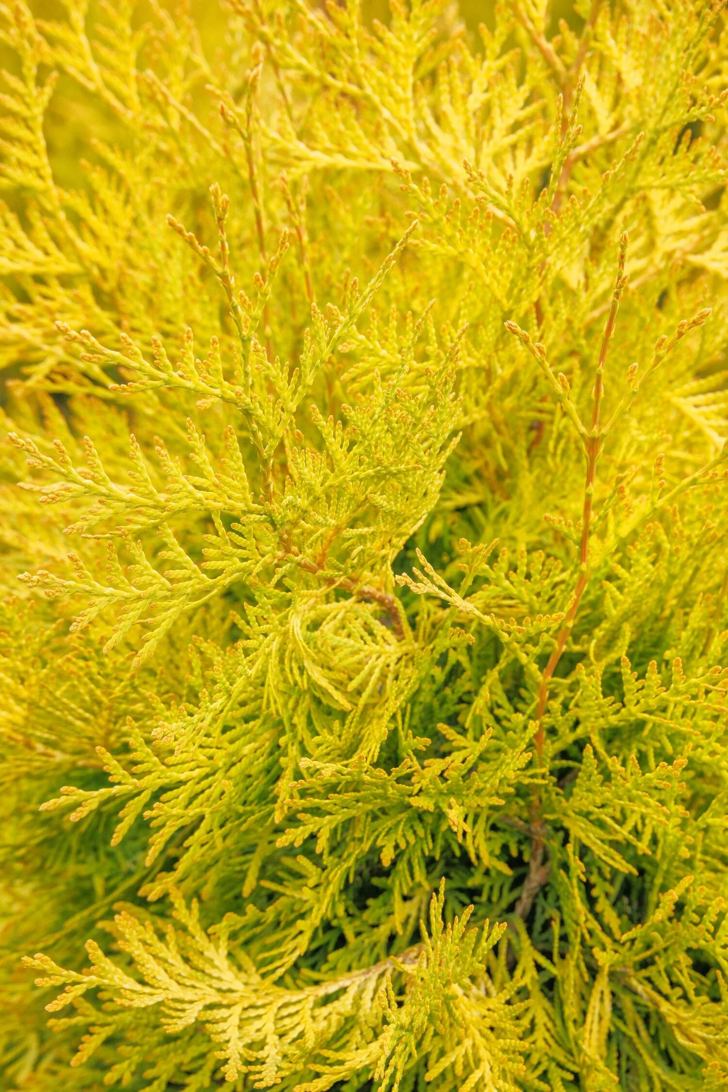 Prairie Pillar® Arborvitae 4 Prairie Pillar® Arborvitae