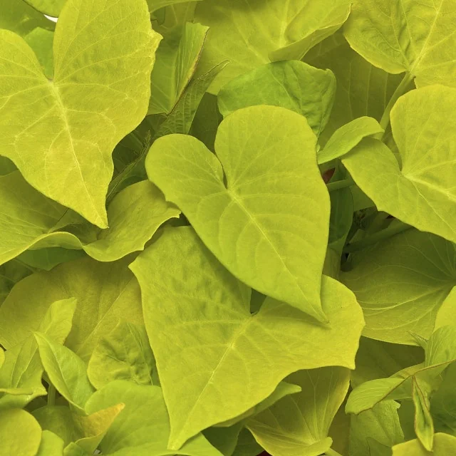 Sidekick™ Sweet Potato Vine 5 Sidekick™ Sweet Potato Vine