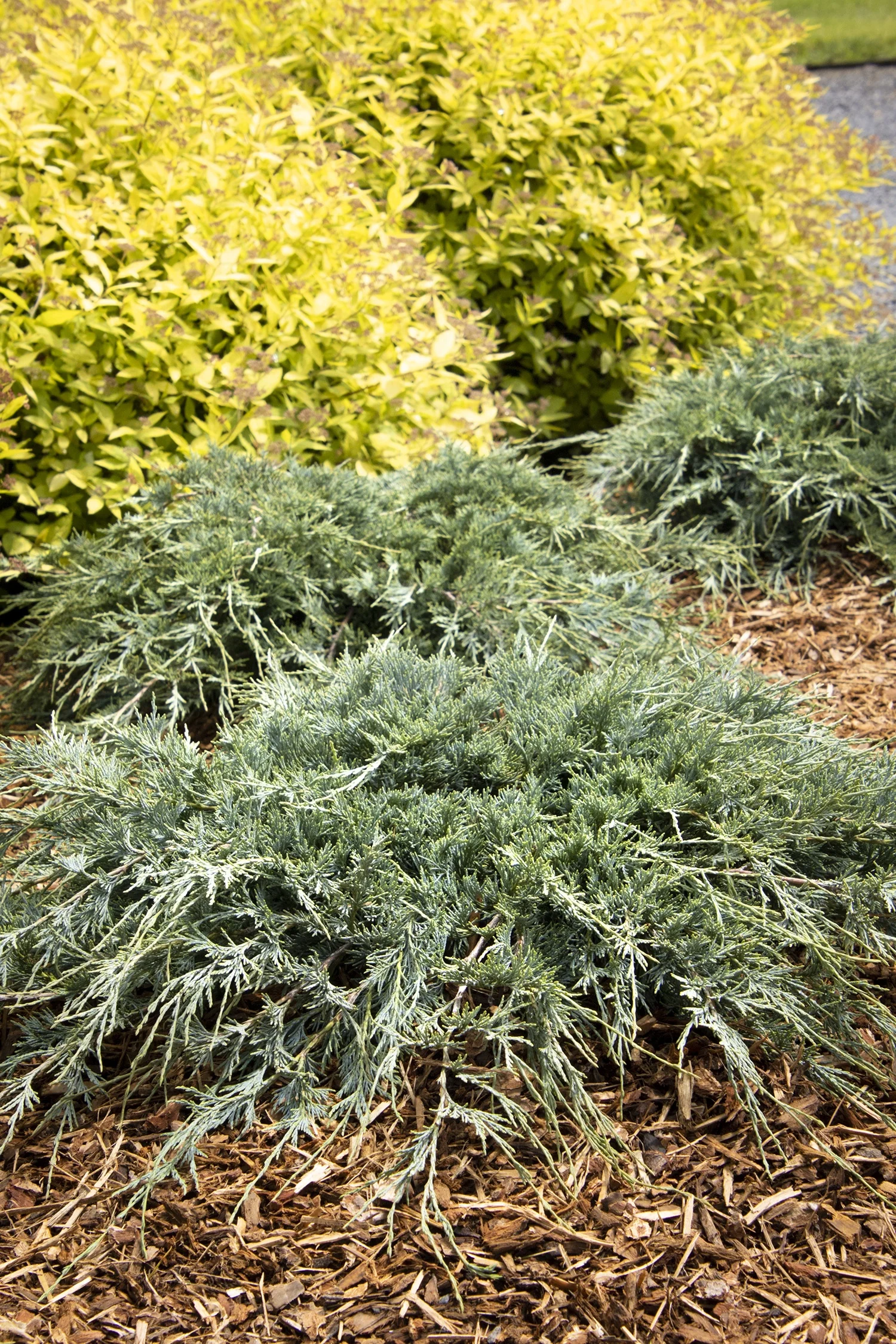 Burly Blue® Juniper