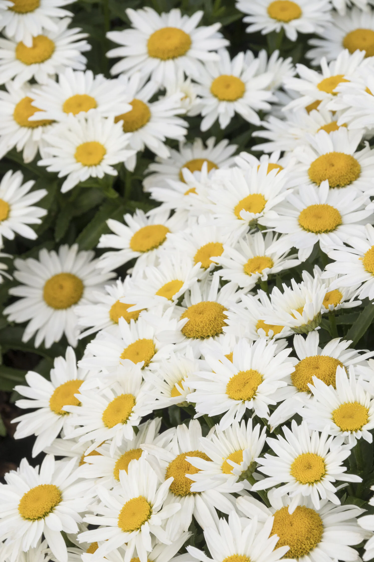 Shortstop Shasta Daisy 48 Shortstop Shasta Daisy