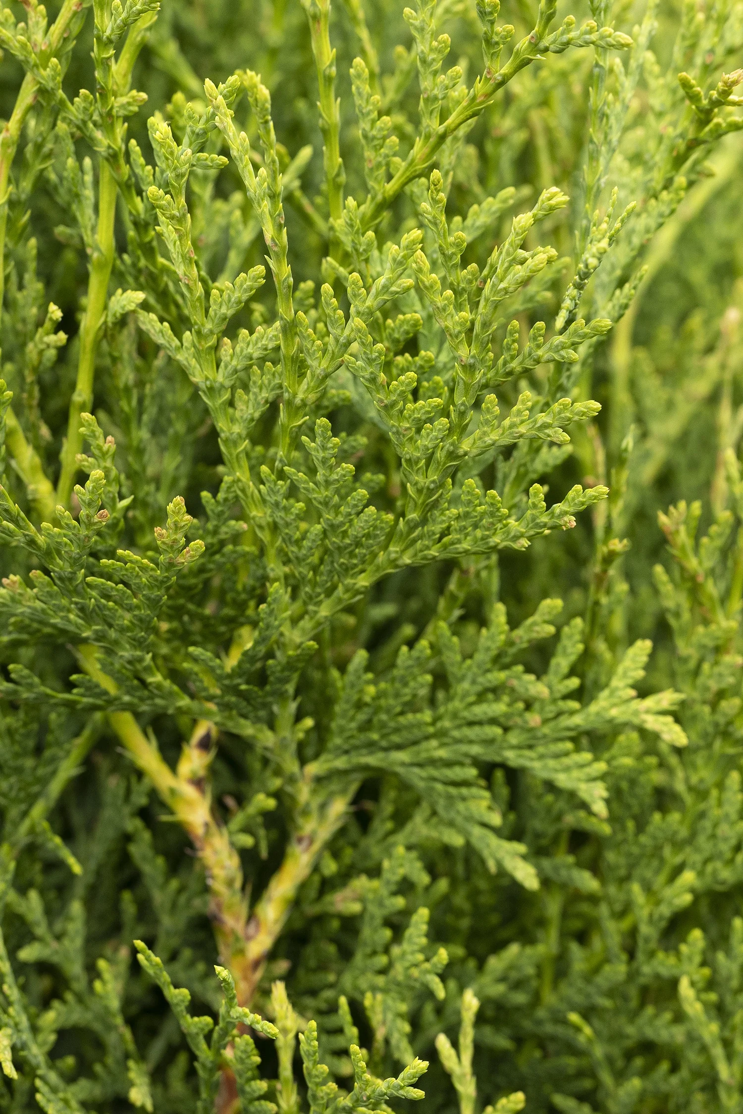 UpStanding™ Emerald Arborvitae 8 UpStanding™ Emerald Arborvitae