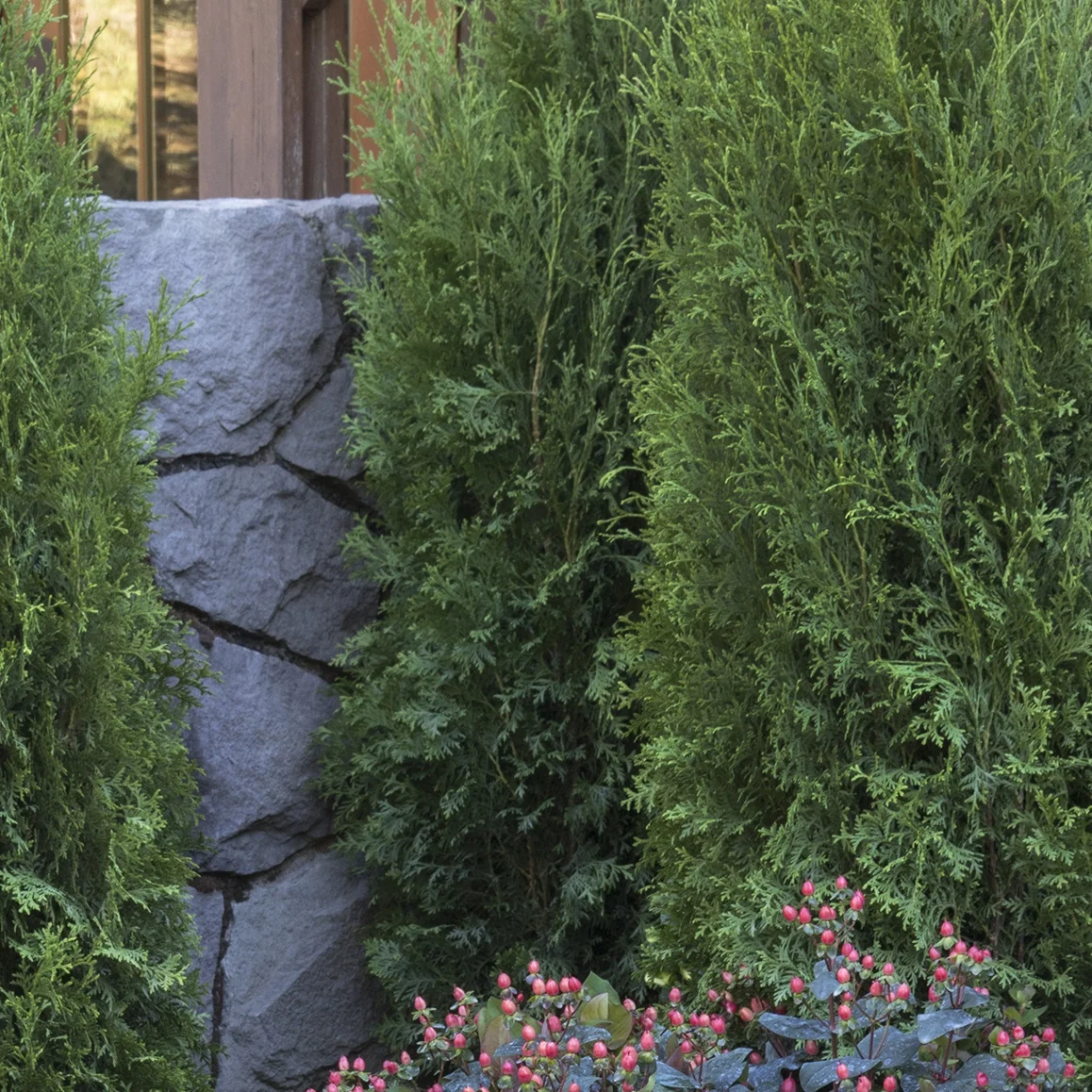 UpStanding™ Emerald Arborvitae 2 UpStanding™ Emerald Arborvitae