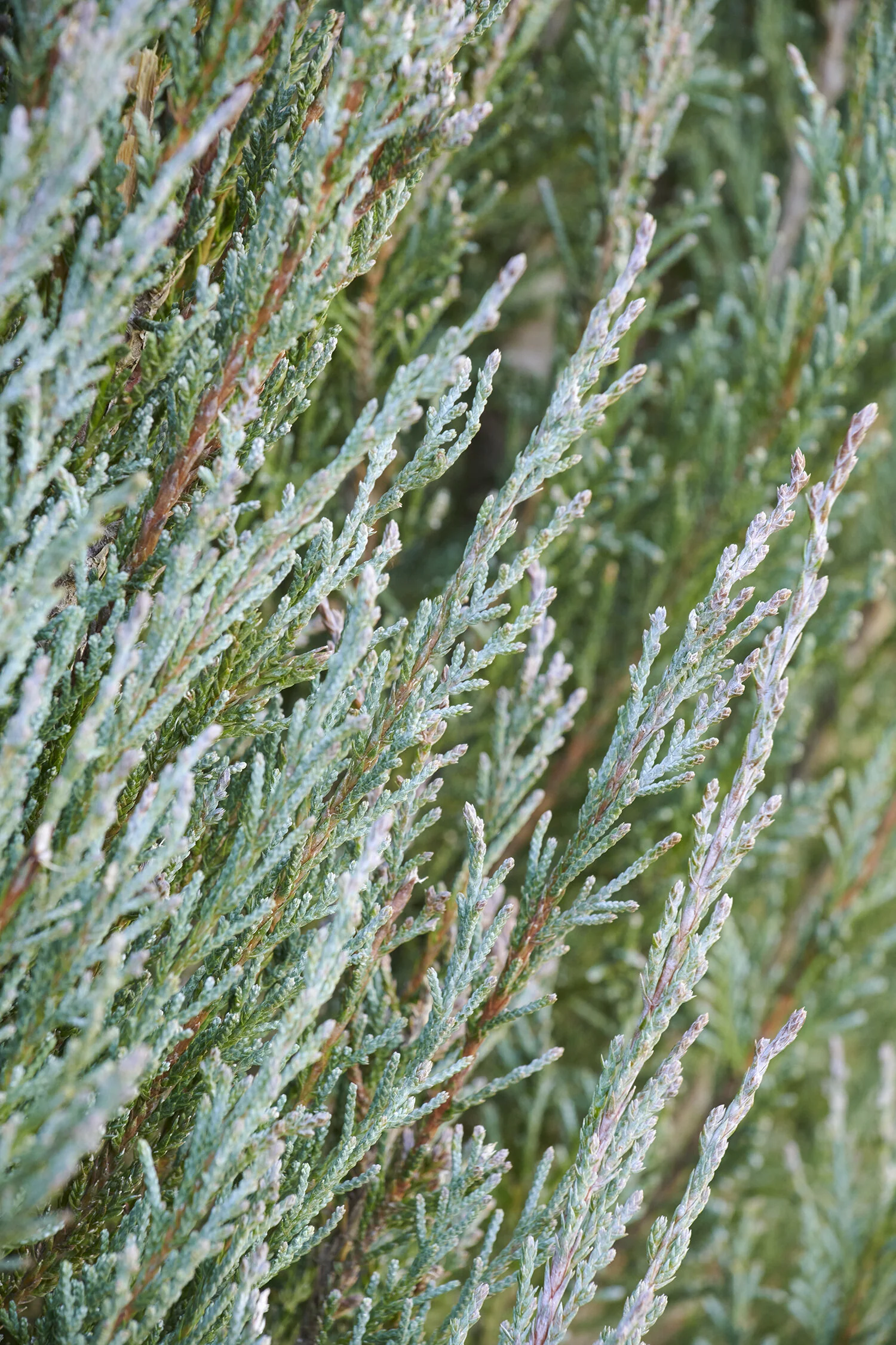 Blue Arrow Juniper 4 Blue Arrow Juniper