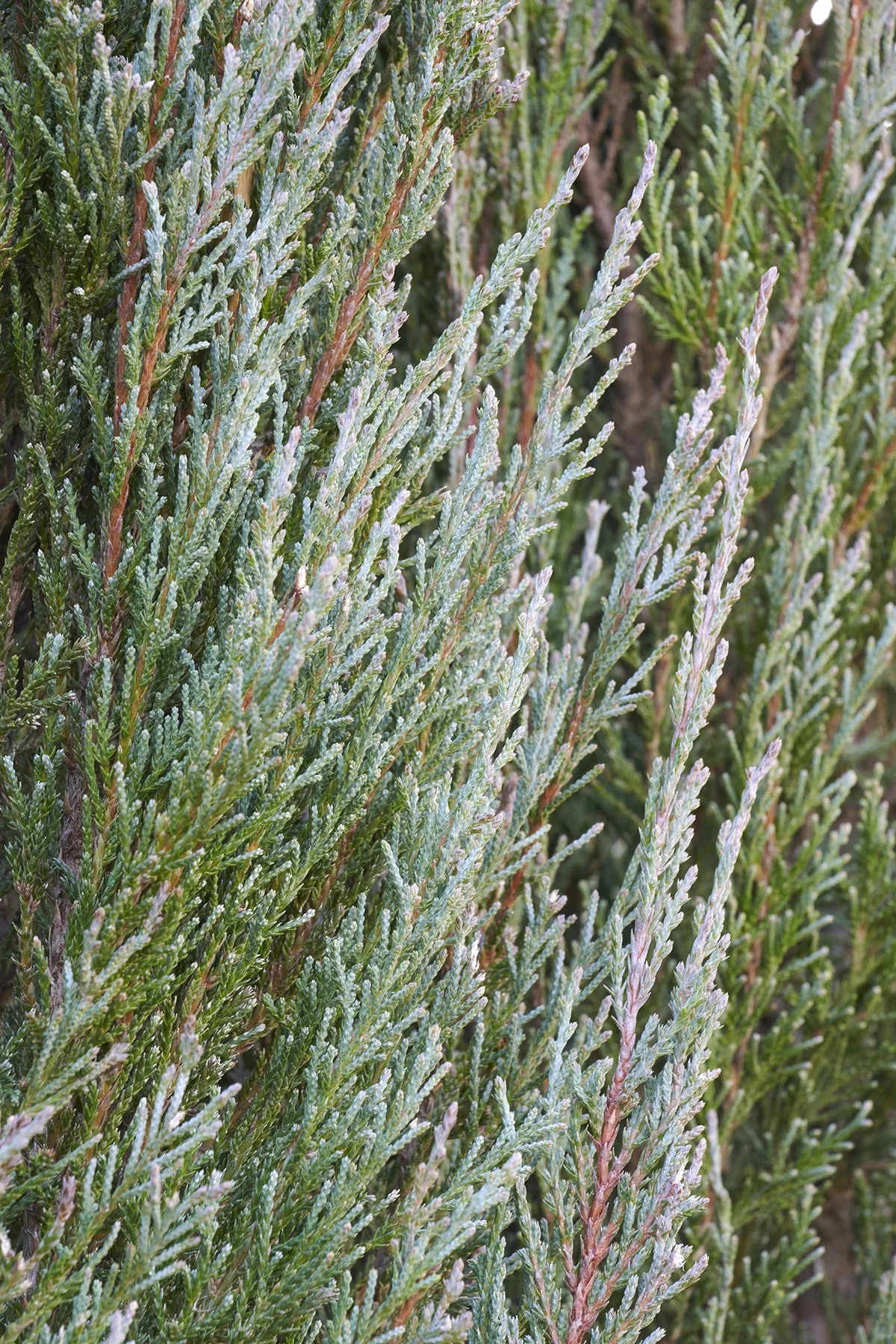 Blue Arrow Juniper 3 Blue Arrow Juniper