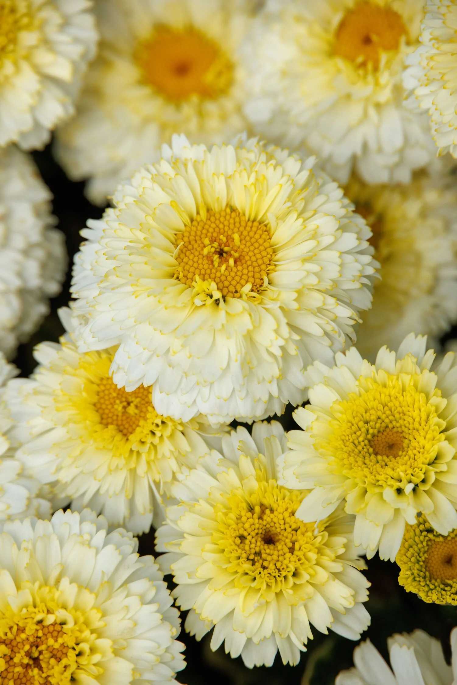 Lemon Puff™ Shasta Daisy 11 Lemon Puff™ Shasta Daisy