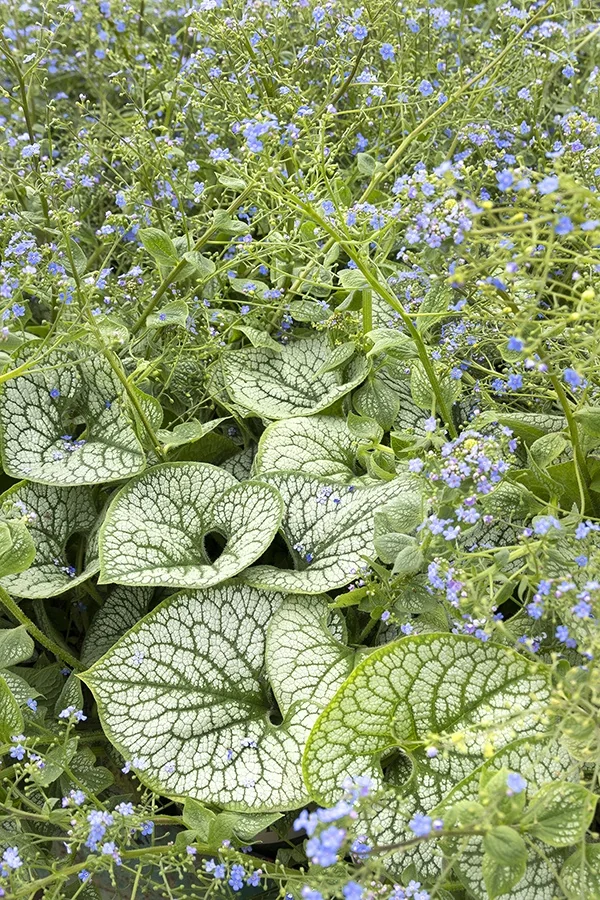 Sea Heart Brunnera 3 Sea Heart Brunnera