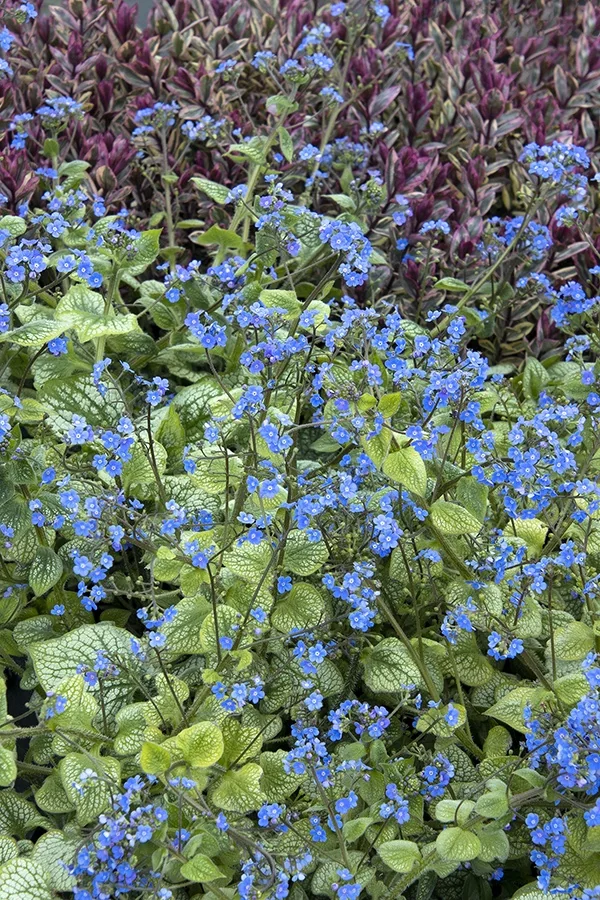 Sea Heart Brunnera 4 Sea Heart Brunnera