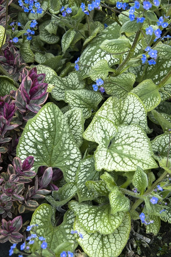 Sea Heart Brunnera 5 Sea Heart Brunnera