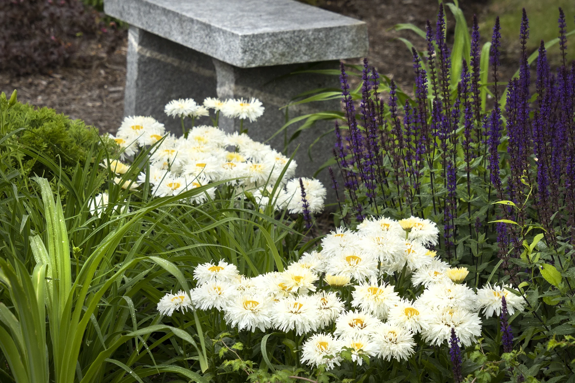 King's Crown™ Shasta Daisy