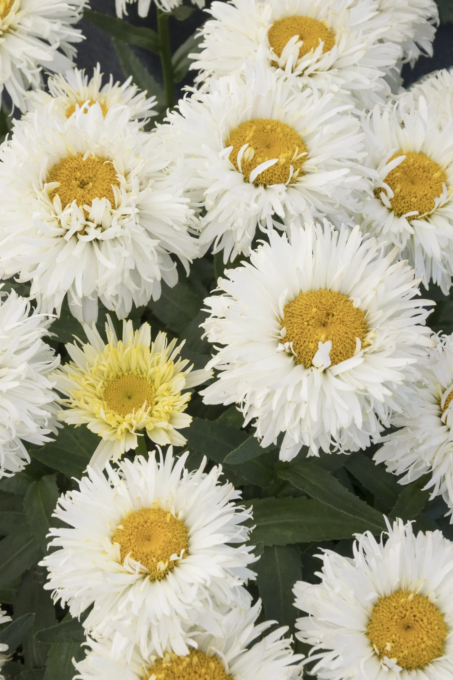 King's Crown™ Shasta Daisy 2 King's Crown™ Shasta Daisy