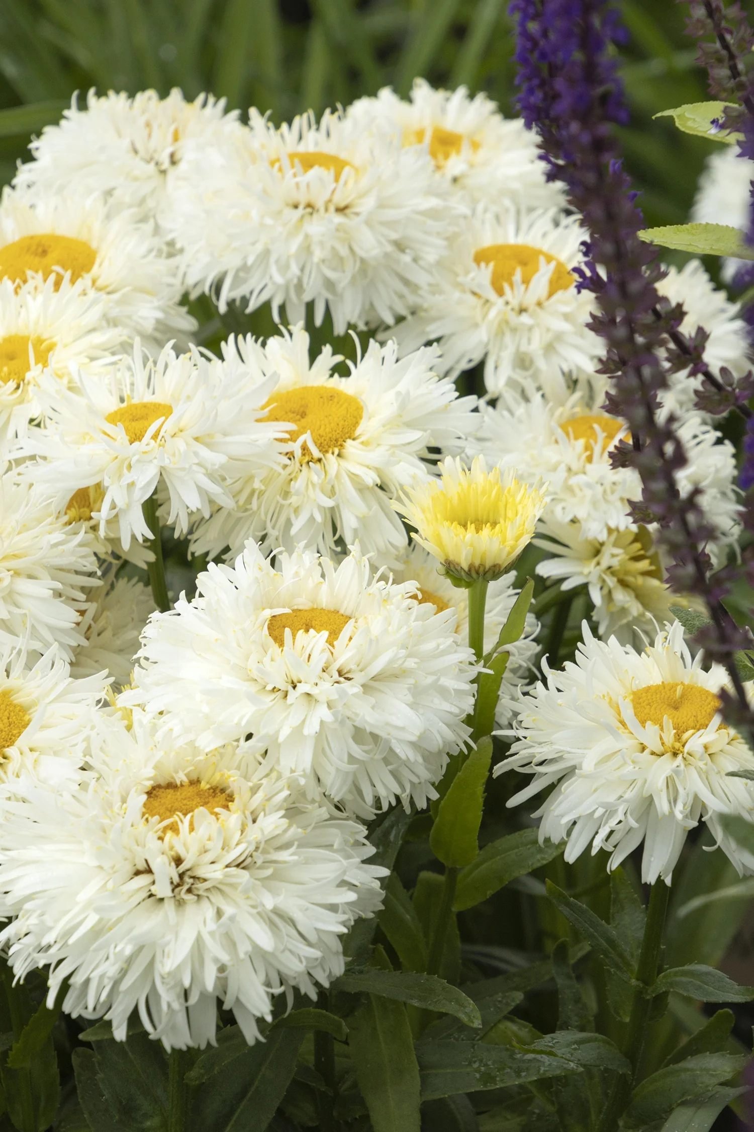 King's Crown™ Shasta Daisy 3 King's Crown™ Shasta Daisy