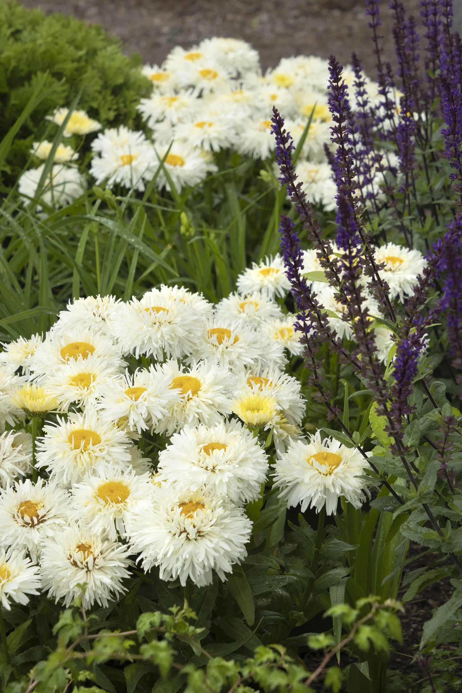 King's Crown™ Shasta Daisy 4 King's Crown™ Shasta Daisy