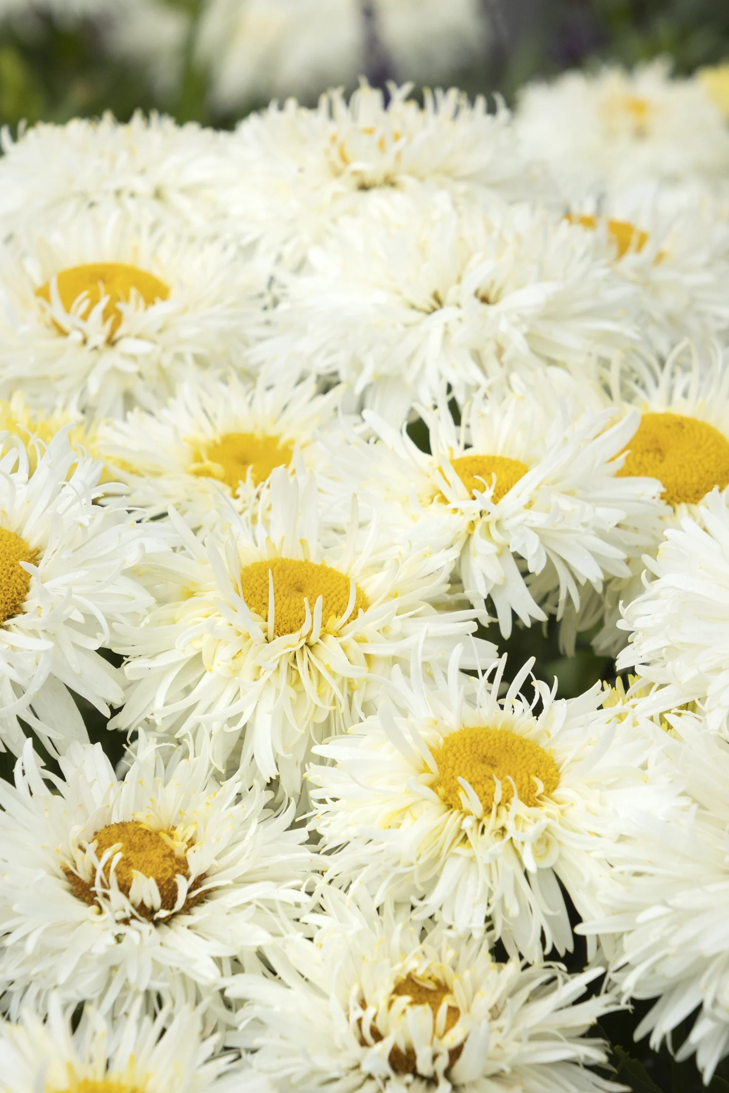 King's Crown™ Shasta Daisy 5 King's Crown™ Shasta Daisy