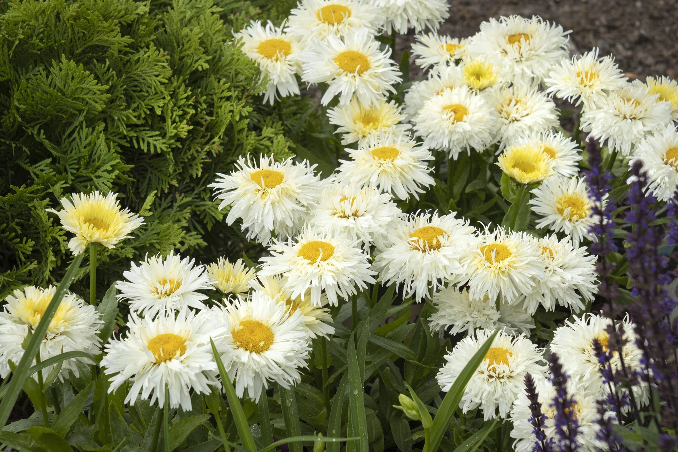 King's Crown™ Shasta Daisy 6 King's Crown™ Shasta Daisy