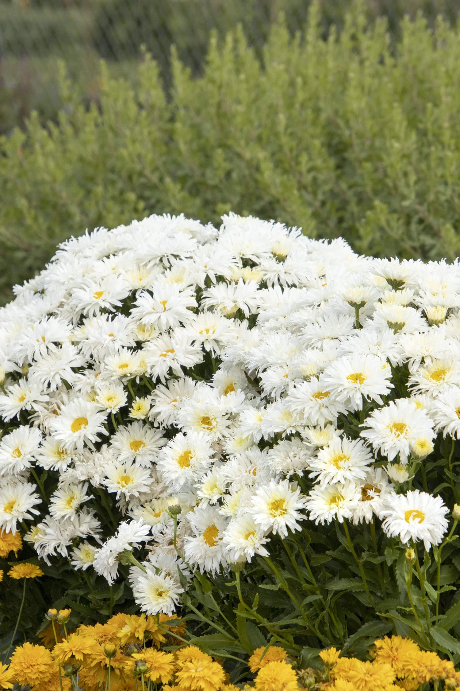 King's Crown™ Shasta Daisy 7 King's Crown™ Shasta Daisy