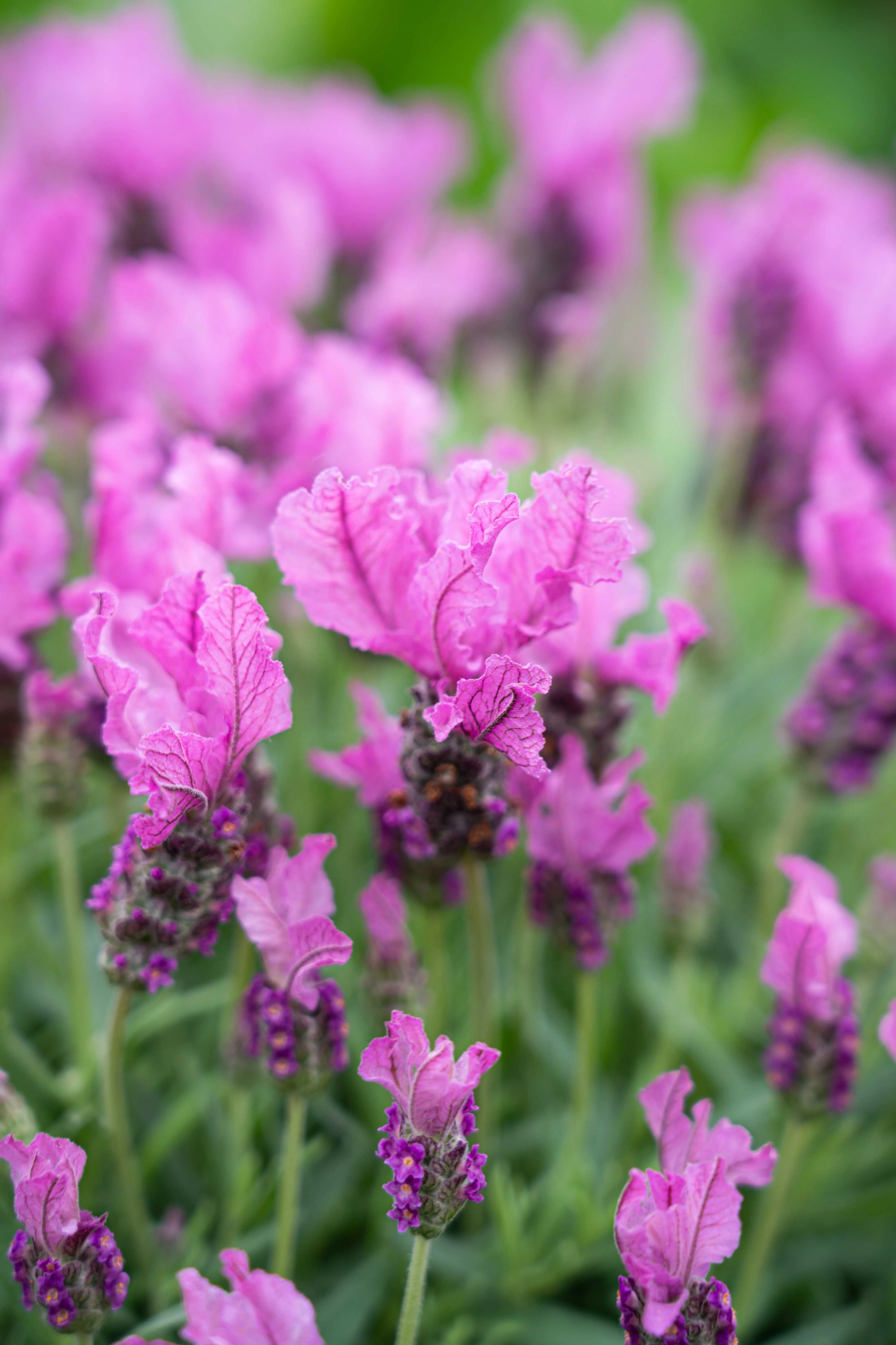 Lavinnova® The Princess Lavender 5 Lavinnova® The Princess Lavender