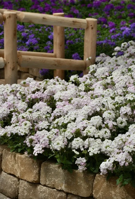 EnduraScape™ White Blush Verbena 10 EnduraScape™ White Blush Verbena